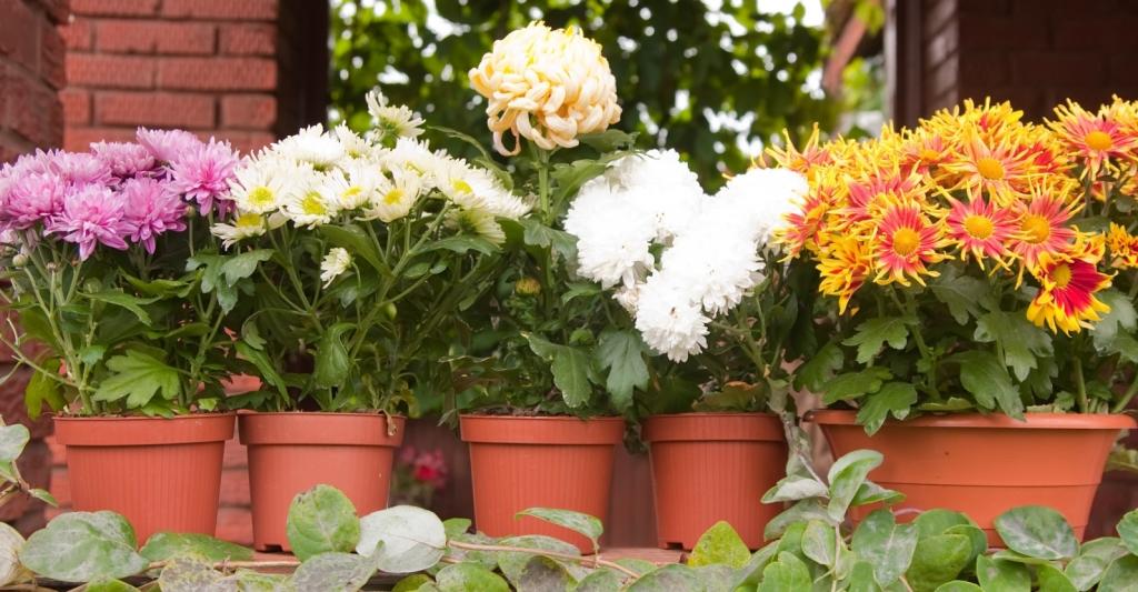 Get the Most Out of Potted Mums | My Garden Life