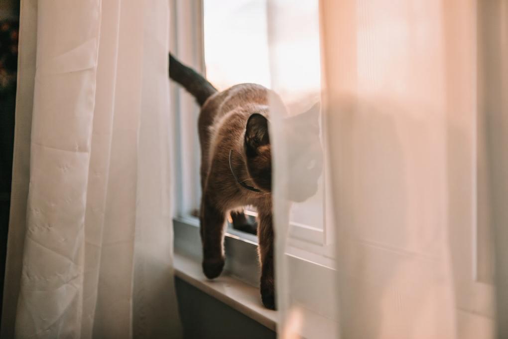 Claw-Shredded Curtains and What You Can Do About It - Katzenworld