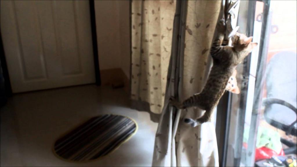 Kittens climbing curtains - YouTube