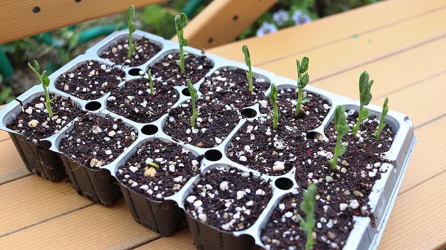 How To Use Seed Starting Plugs - Krostrade
