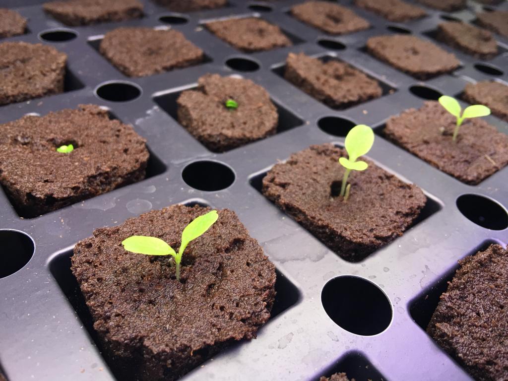 How To Use Rapid Rooter Plugs To Germinate Seeds - NoSoilSolutions
