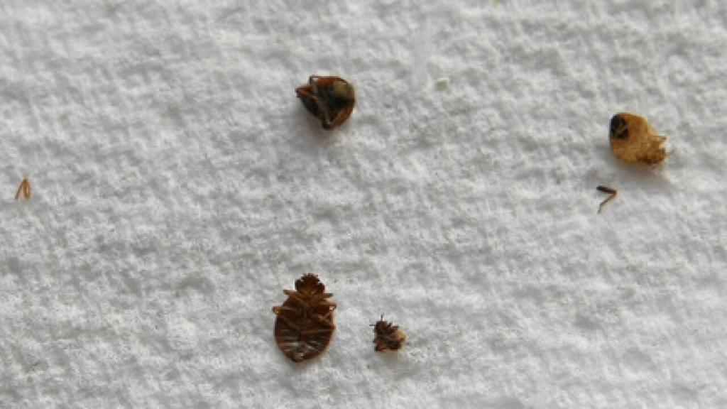 Buffalo ranks #18 for cities w the most bed bugs