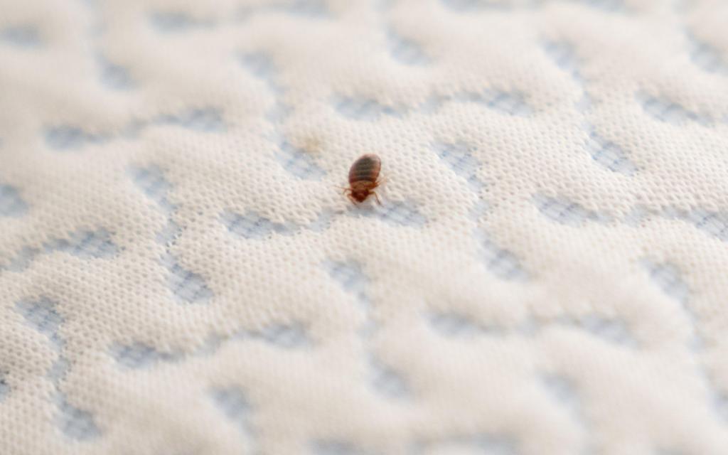 Bed Bugs | Johnny B Pest Control