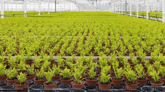 How to Start a Greenhouse Business | TRUiC