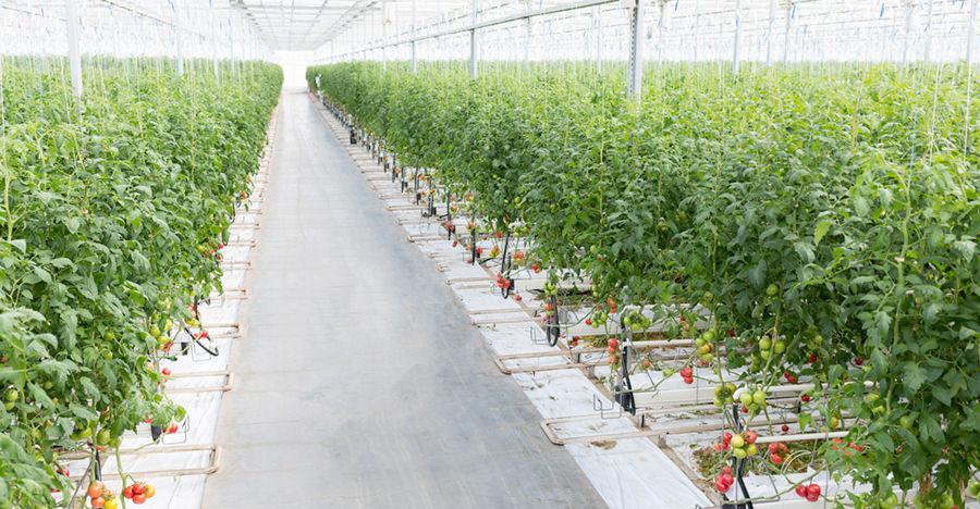 6 Little-Known Tips to Grow Tomatoes Better in Greenhouse - Atop Lighting