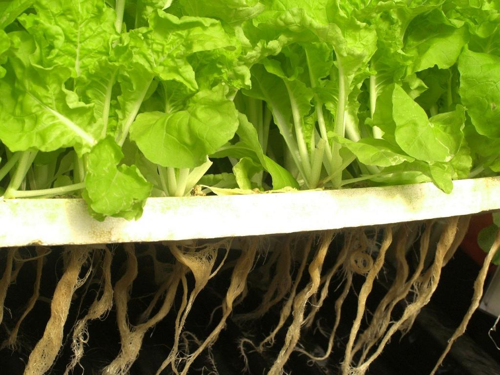 How Often Should You Change the Water in Your Hydroponic System? - Krostrade