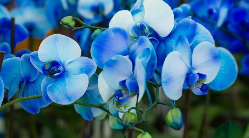 Blue Orchid Flowers: Are They Real? Do They Exist Naturally?