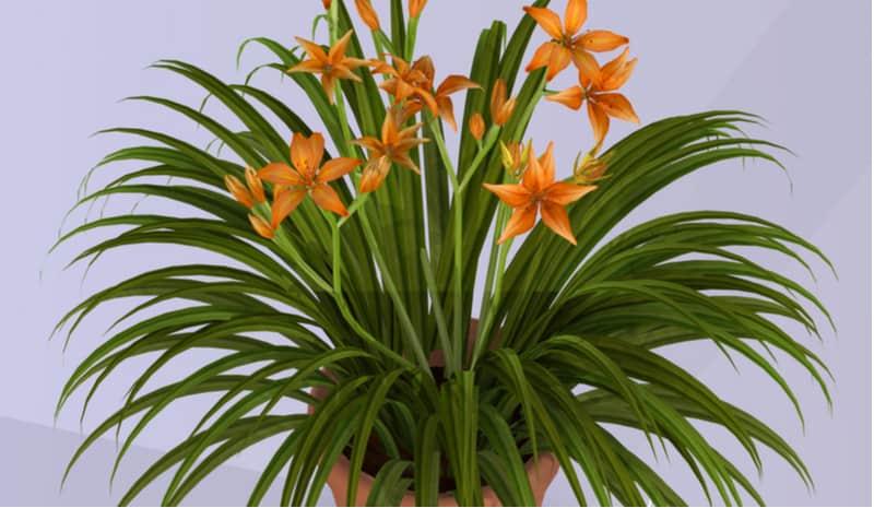 Growing Daylilies In Pots and Containers (Hemerocallis) | Pyracantha.co.uk