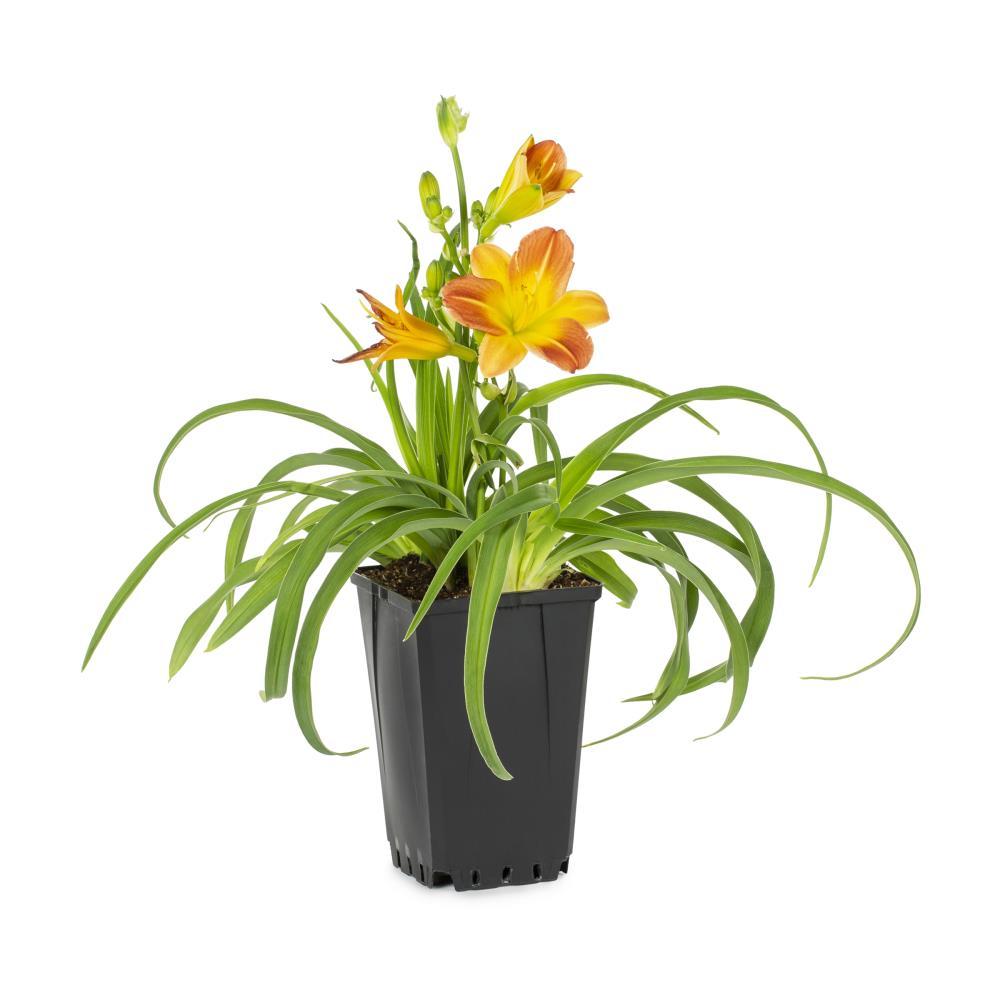 Daylily in 1-Quart Pot in the Perennials department at Lowes.com