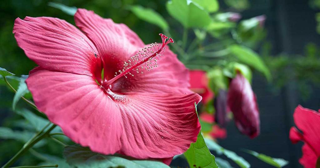 How to Grow Hardy Hibiscus | Gardener's Path