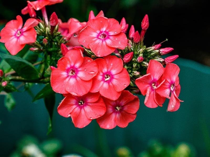 How To Grow Phlox From Cuttings Successfully - Krostrade
