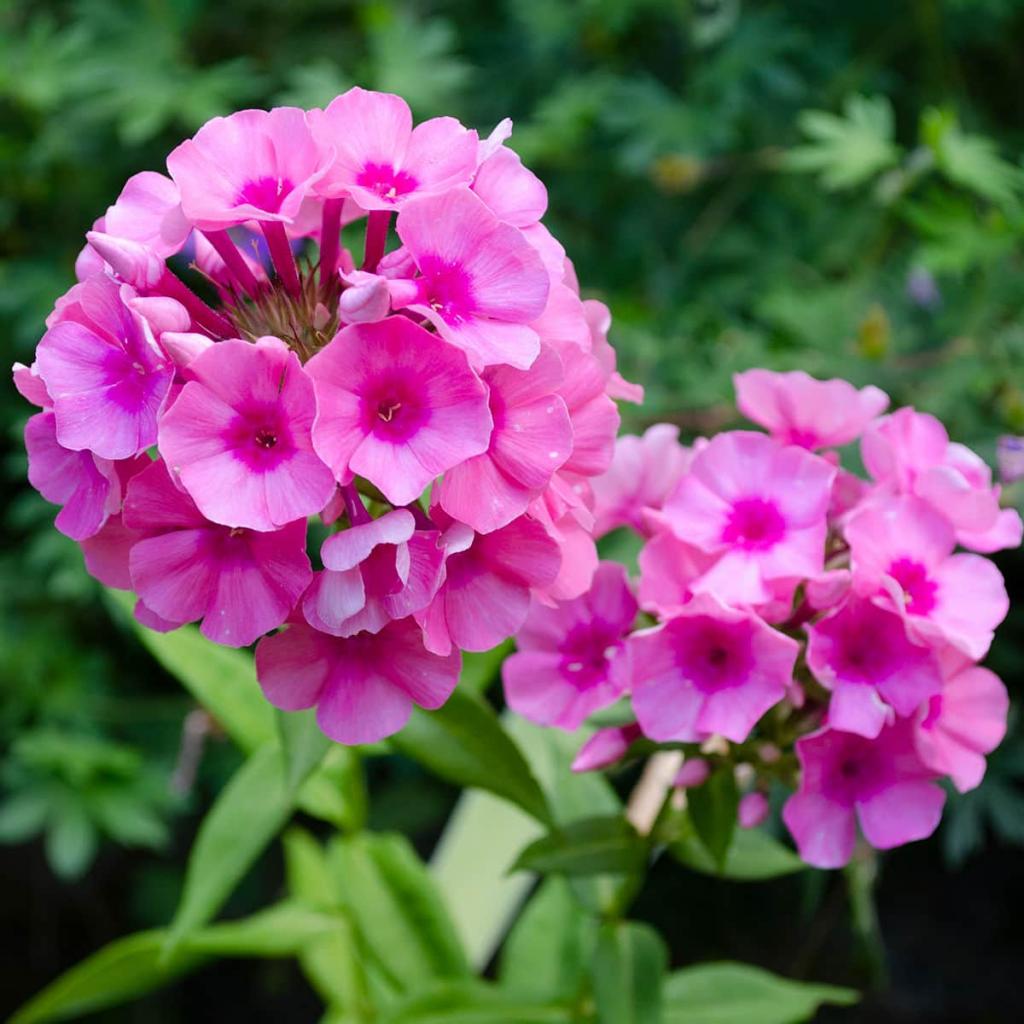 Easy Tips to Grow Phlox Paniculata aka Garden Phlox! - Flower Patch Farmhouse