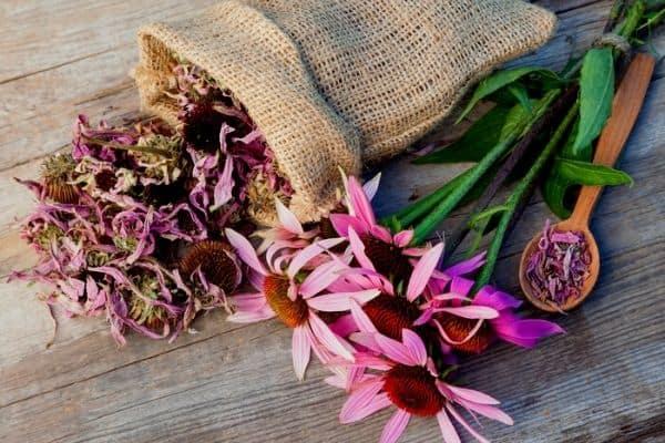 How To Dry Echinacea Flowers And Roots - Urban Garden Gal