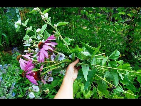 Harvesting and Drying Echinacea and Marshmallow - YouTube