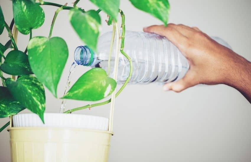 How To Prevent Indoor Plants From Leaking Water - Gardening Tips And Tricks