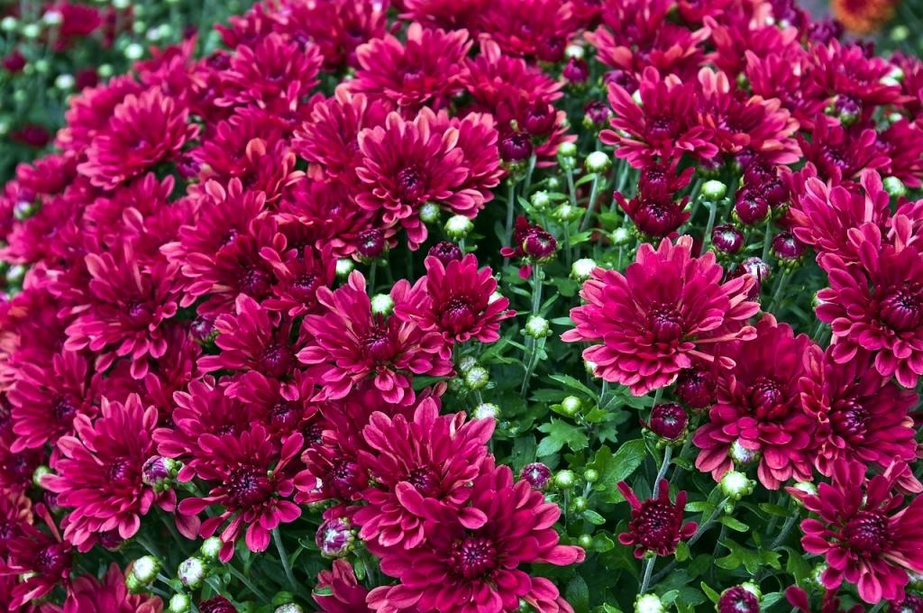 How To Keep Mums From Blooming Too Early - Krostrade