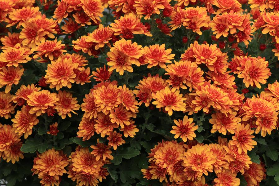 How To Make Mums Bloom Longer This Fall - The 3 Secrets To Success!