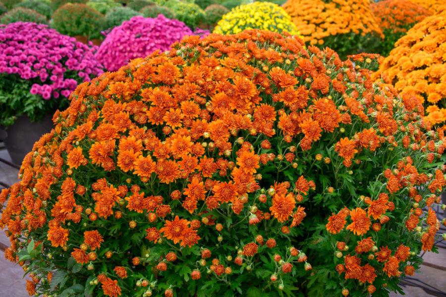 How To Keep Mums Blooming Big - 4 Secrets To Lasting Blooms!