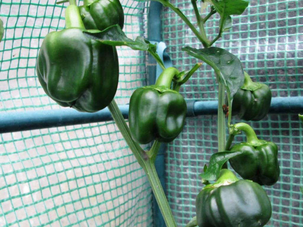 How to Sow Plant and Grow Sweet Bell Peppers From Seeds - Dengarden