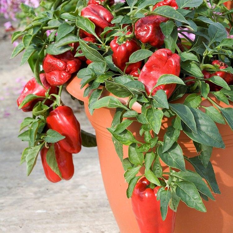 Growing Bell Peppers in Pots and Containers | Bell Pepper Care Guide
