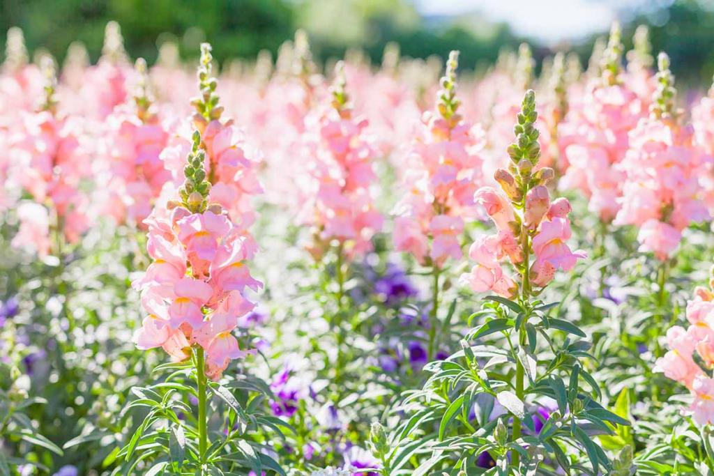 How to Grow Snapdragons from Seed | Gardener's Path
