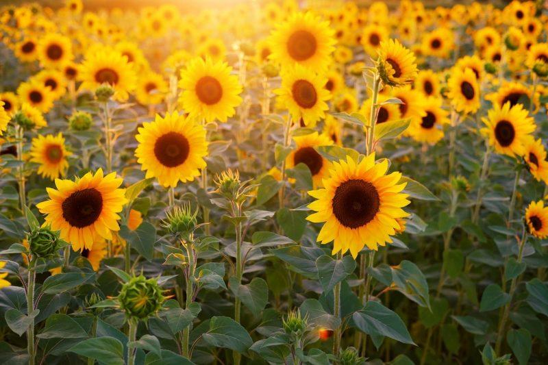 How to Transplant Sunflowers - Krostrade