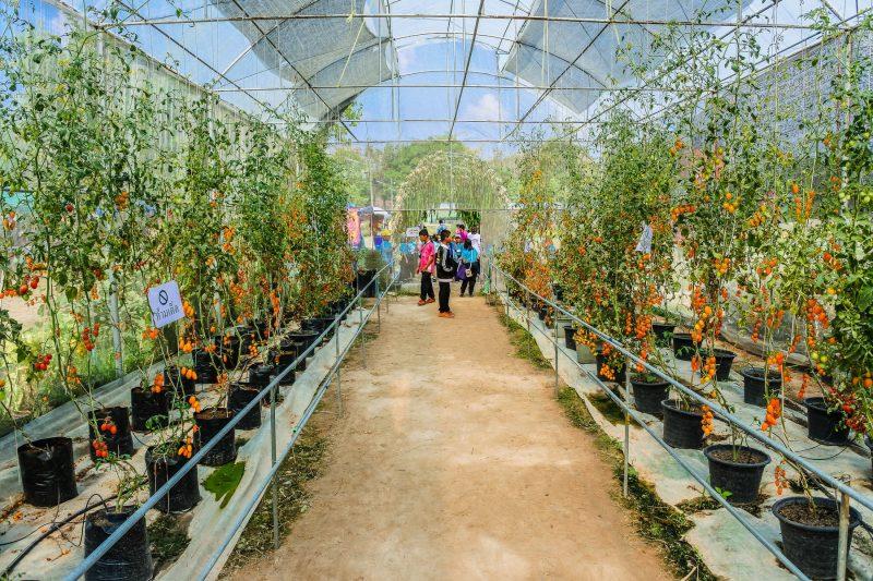 In A Commercial Greenhouse Which Side Is Best For Growing Tomatoes? - Krostrade