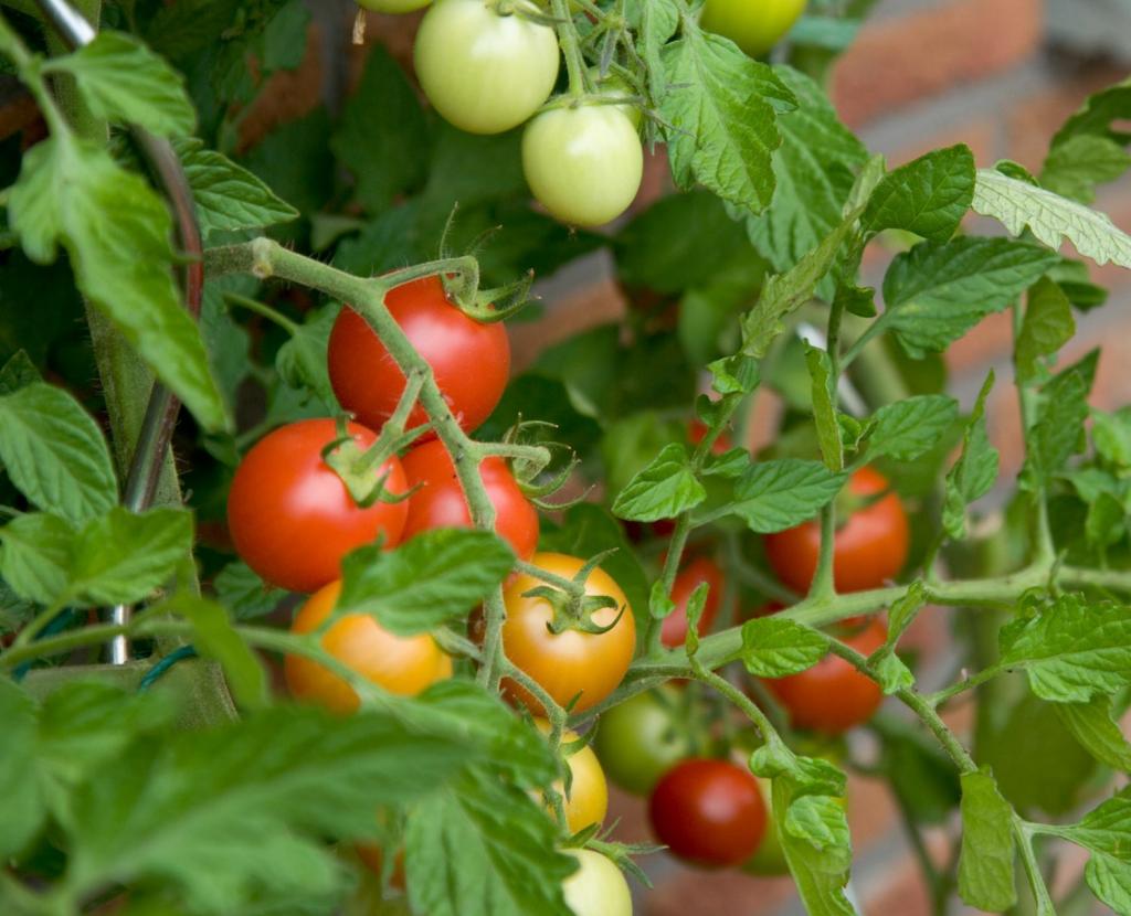 Growing Tomatoes in a Greenhouse | Greenhouse Stores