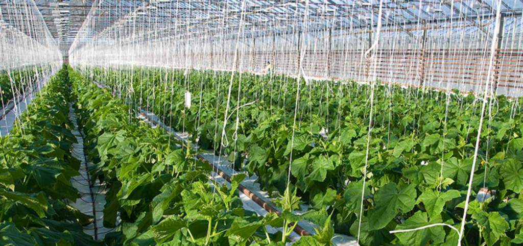Exceed Weather Limitations With Greenhouse Farming - AGRIVI