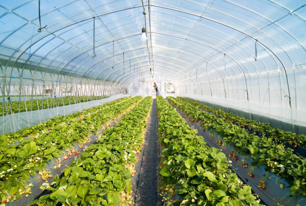 Low cost greenhouses entice farmers to new age farming – AGENCY FOR TRANSFORMATION (AFT)