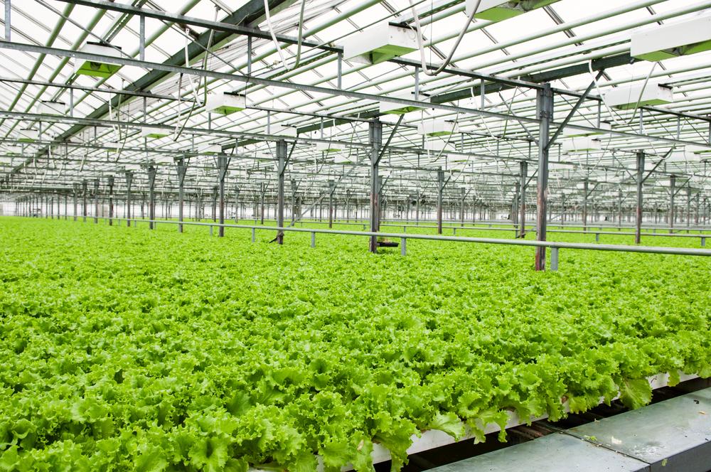 Microbial Contamination in Leafy Greens: Open Fields vs Greenhouse