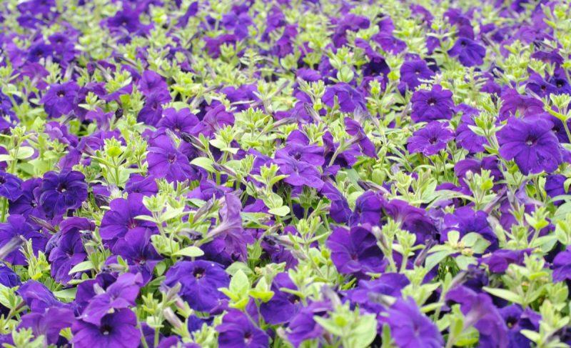 What Are The Optimal Temperatures In A Greenhouse For Growing Petunias - Krostrade