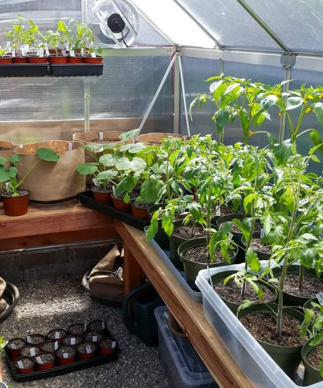 A Beginner's Guide to Using a Hobby Greenhouse ~ Homestead and Chill