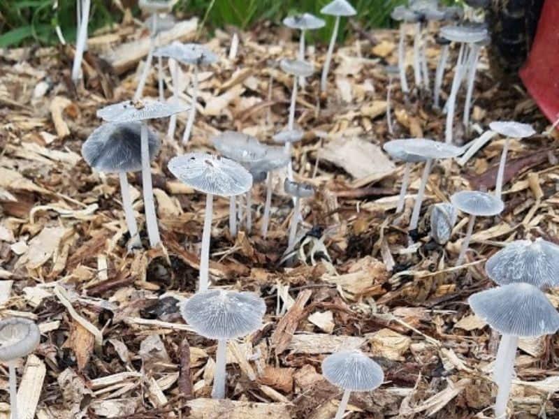Why Are Mushrooms Growing In My Garden?
