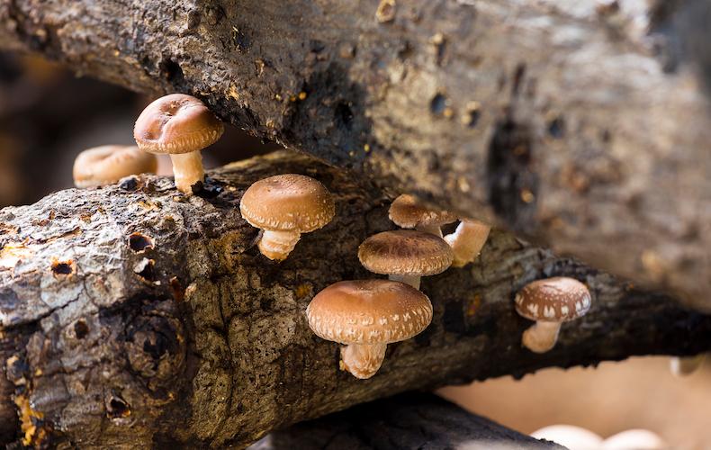 How to grow mushrooms | Thompson & Morgan