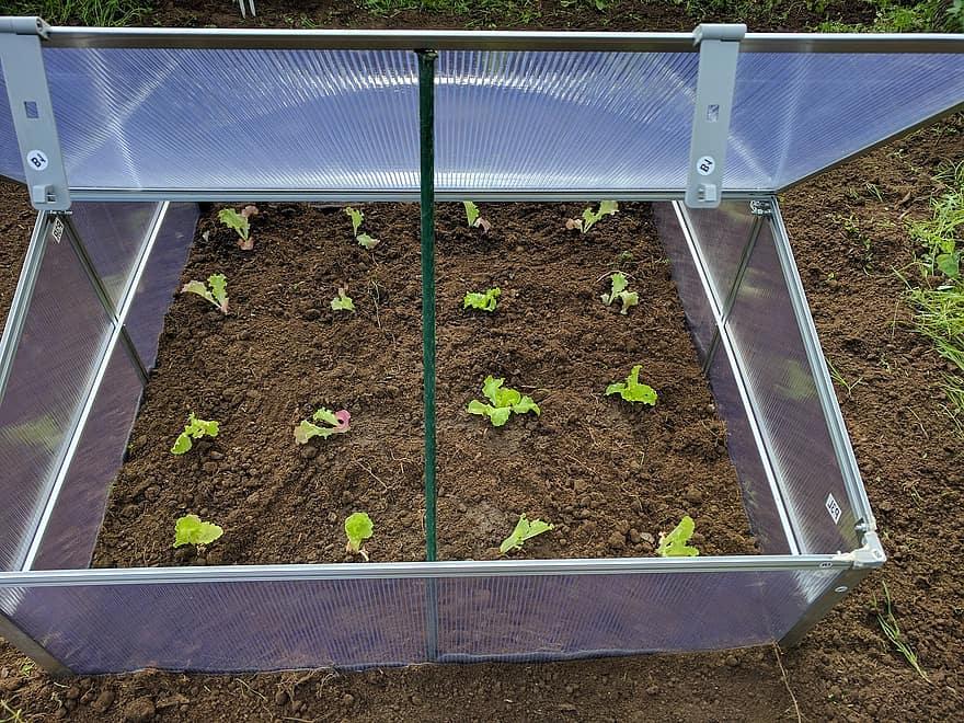 What Do Mini Greenhouses Need to be Successful - Krostrade