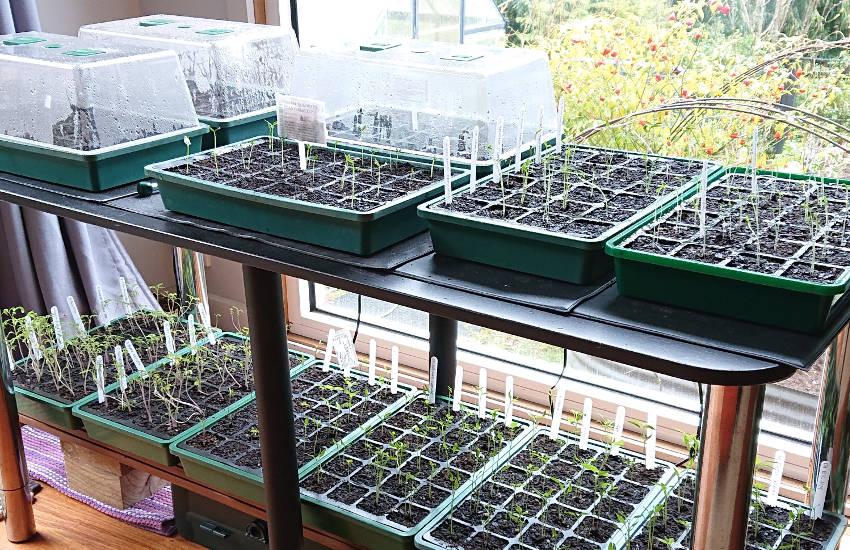 How a Mini Greenhouse Can Boost Your Seed and Seedling Success | The Seed Collection