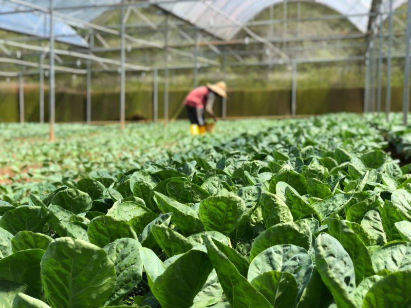 What Is The Best Growing Temperature For Vegetables In A Greenhouse - Krostrade