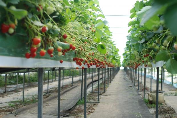 What are the best winter #hydroponic crops? - Dealzer Hydroponics