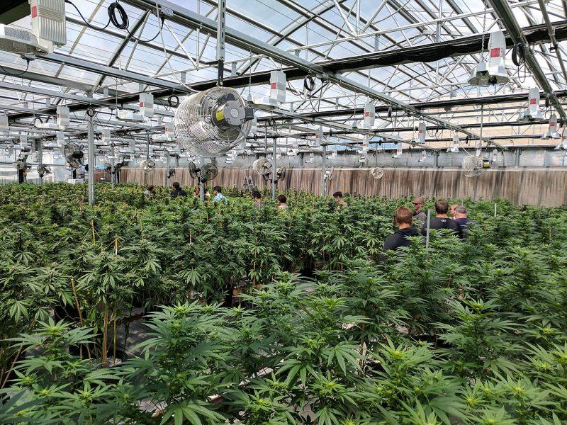 What Is The Ideal Temperature For Growing Cannabis In A Greenhouse - Krostrade