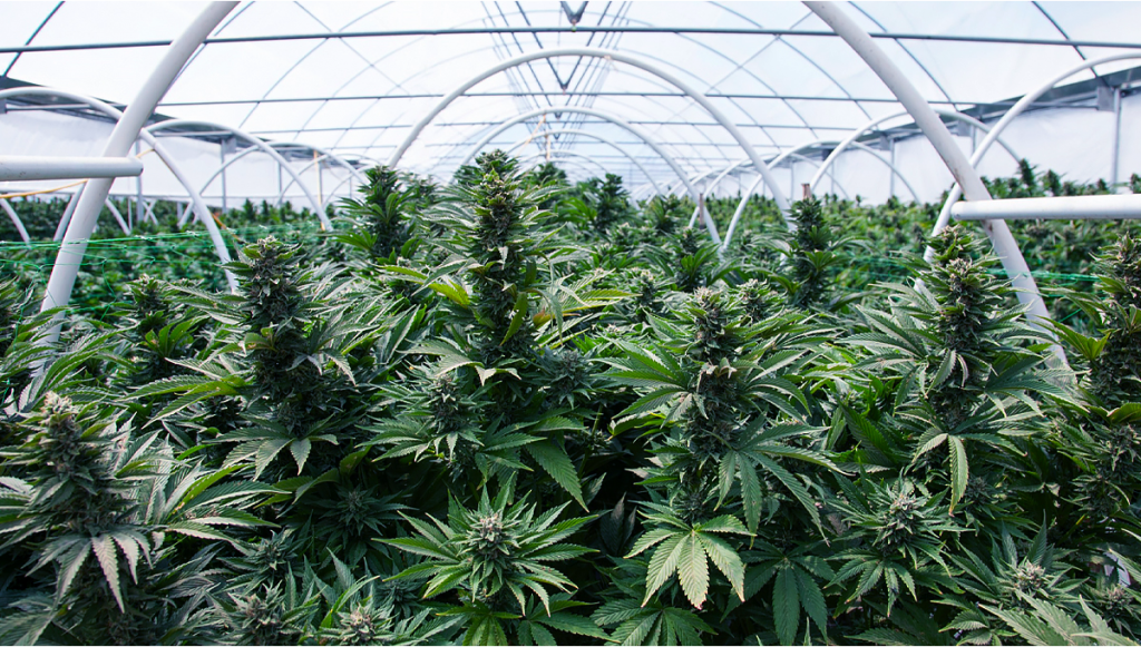 5 Top Tips For Growing Autoflowering Cannabis Strains in a Greenhouse | Fast Buds