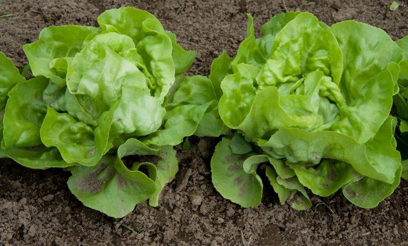 What Is The Temperature For Growing Lettuce From Seed In The Greenhouse - Krostrade
