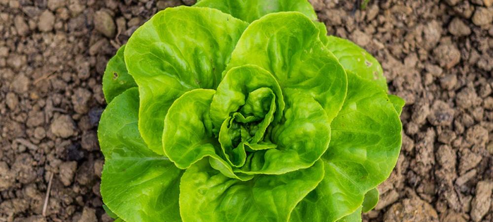 How to Grow Lettuce in a Greenhouse (Full Growing Guide)