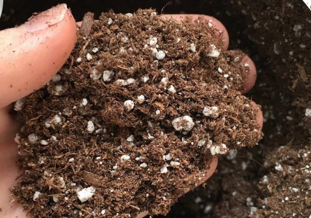What Is The White Stuff In Potting Soil? 🪴 Learn how to grow things 👩‍🌾 Beginner gardening | Home for the Harvest