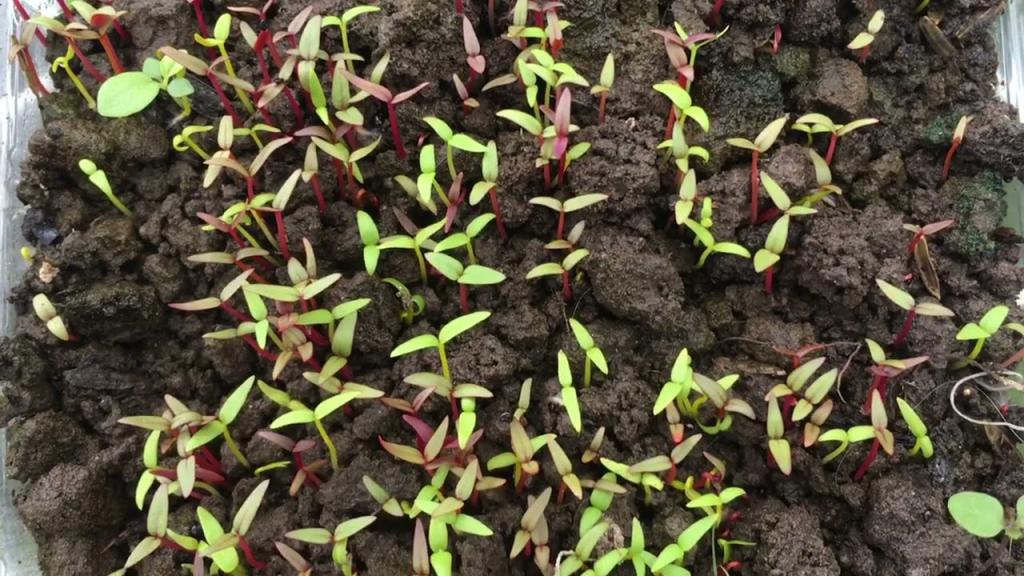 Celosia sprouting - YouTube