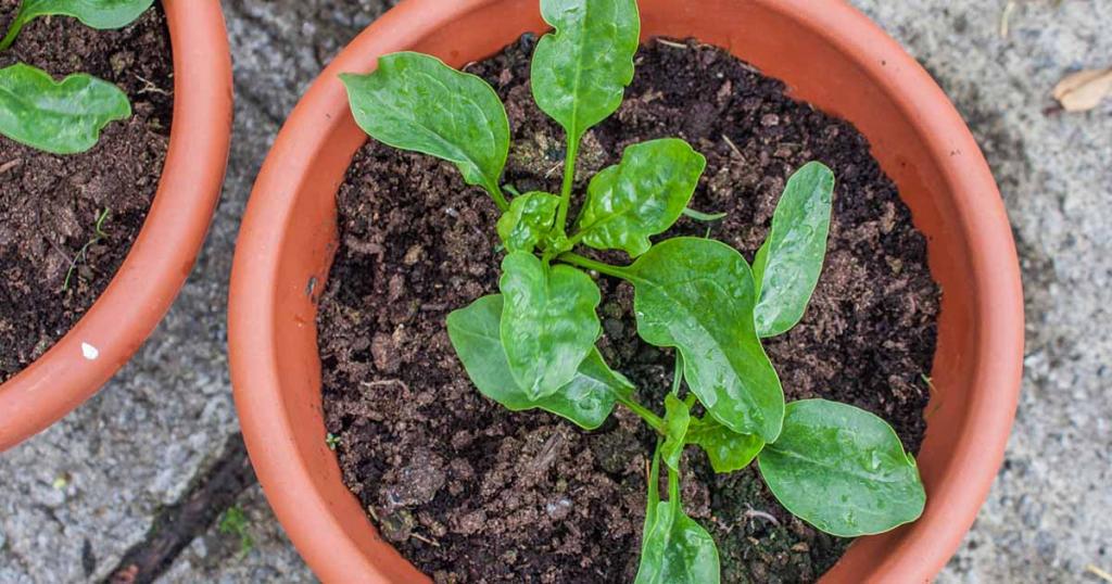 Tips for Growing Spinach in Containers | Gardener's Path