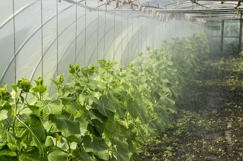 How Hot Can a Greenhouse Get - Krostrade