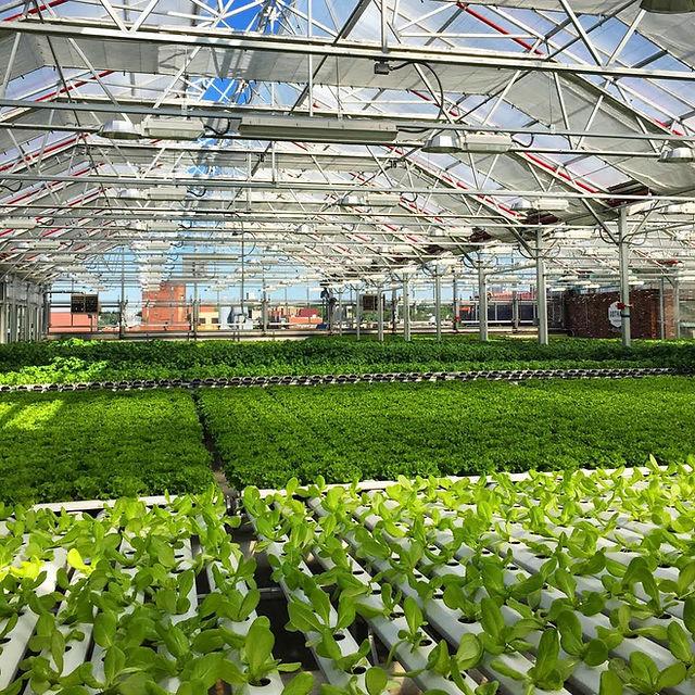 8 Beneficial Greenhouse Growing Tips You Need to Know