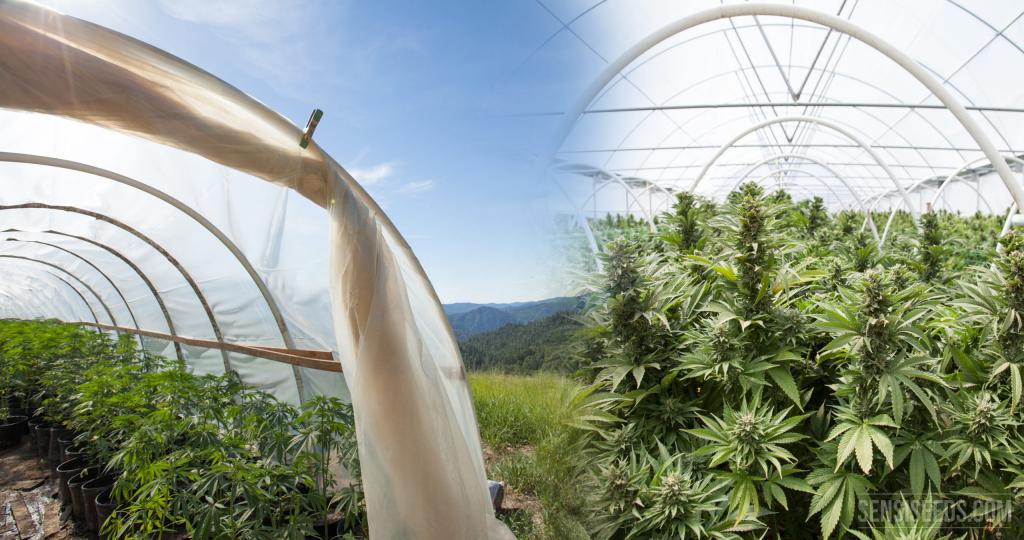 Growing cannabis in greenhouses - Sensi Seeds