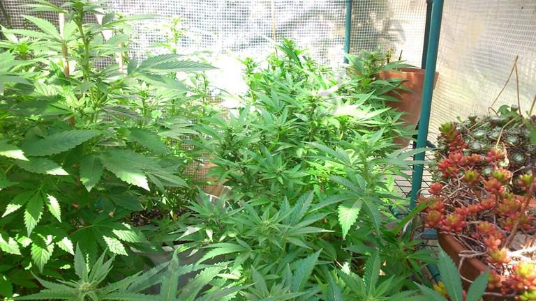 Off-season marijuana crops outdoors- Alchimia Grow Shop